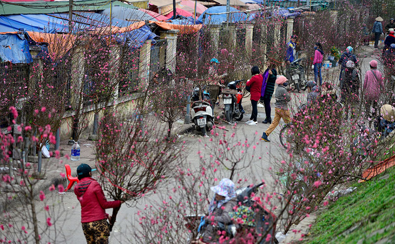 Trước Tết 10 ngày, đào Nhật Tân đã khoe sắc từ vườn về phố